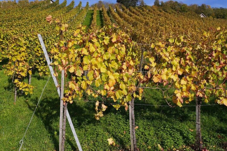 "Alsóhegyi" grape valley