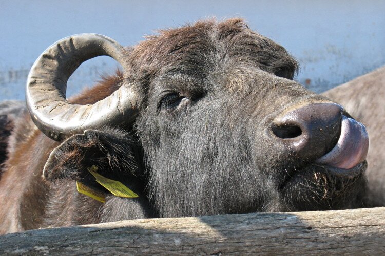 Buffalo Reserve - Kápolnapuszta